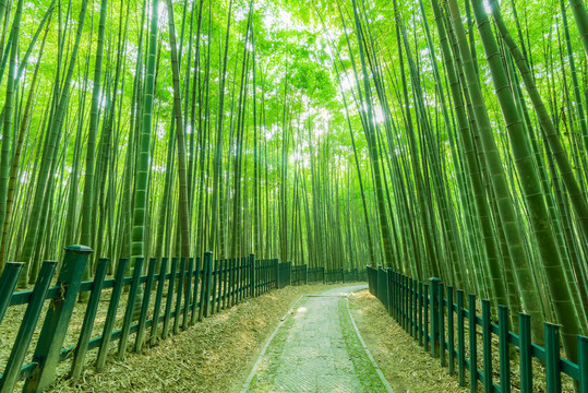 竹园竹林小路