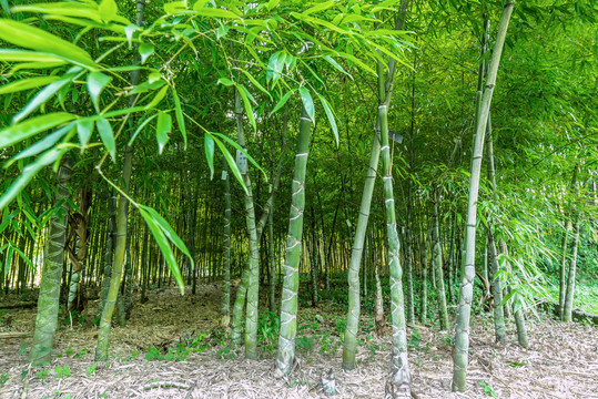 背景素材竹园竹林竹杆