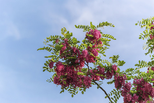 红槐花