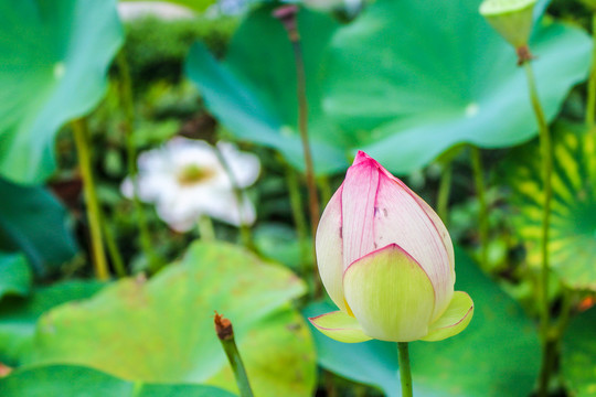 荷花特写