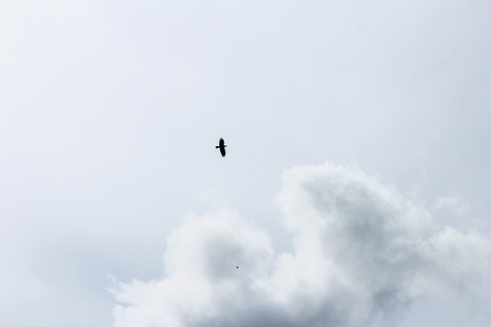 天空飞鸟