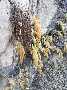 蕨类植物