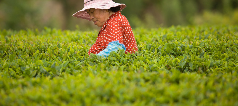 崂山绿茶