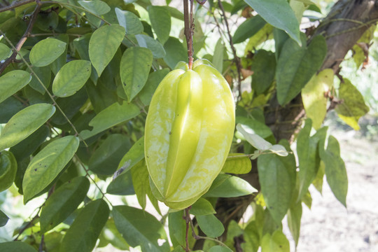 杨桃
