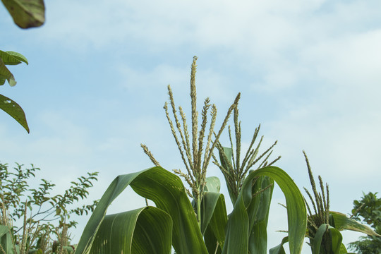 玉米种植