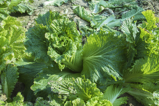 大白菜种植