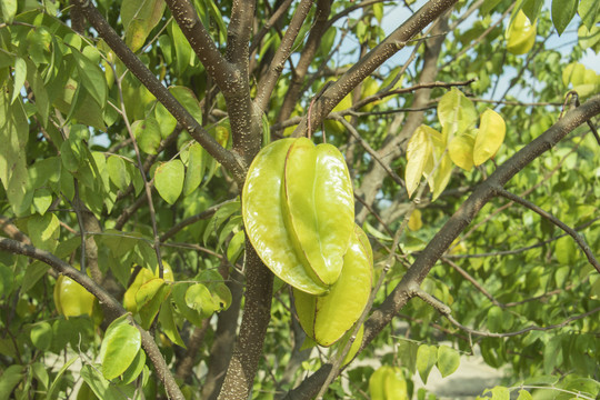 杨桃