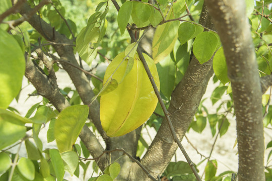 杨桃