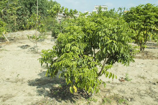 黄皮树种植
