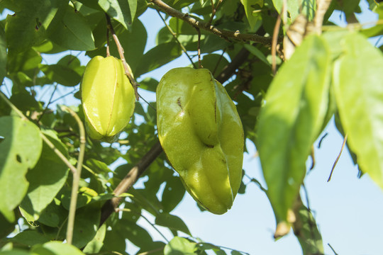 杨桃