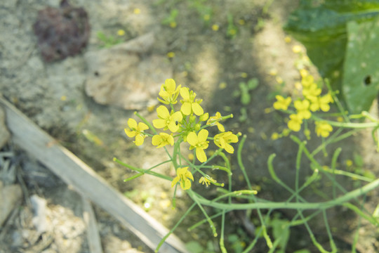 青菜花