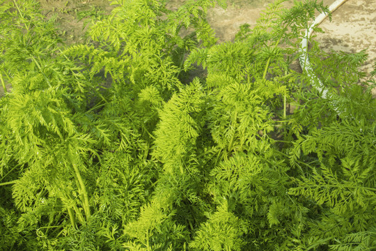香菜种植