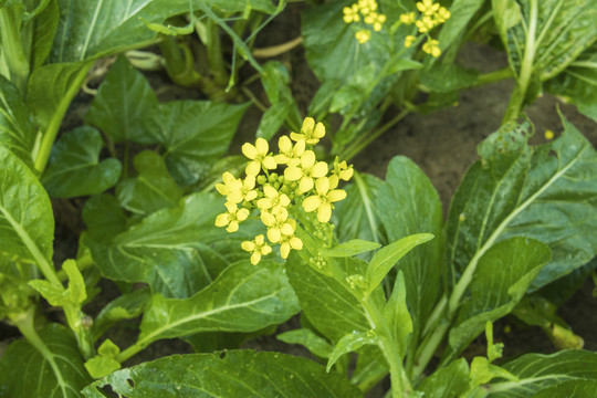 青菜种植