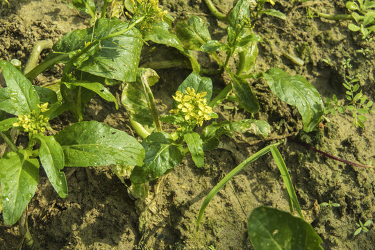 青菜种植