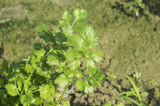 香菜种植