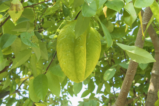 杨桃