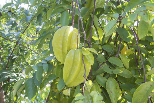 杨桃