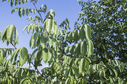 杨桃树