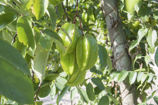 杨桃