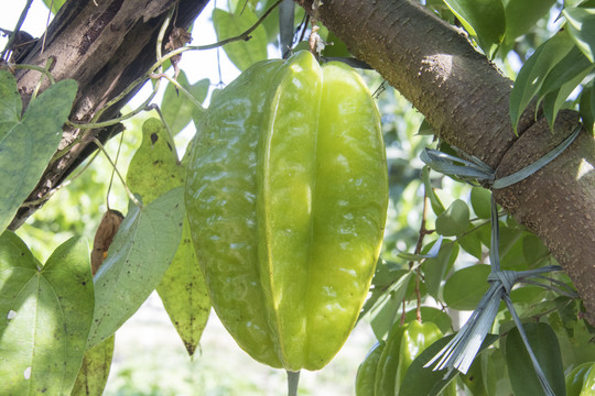 杨桃
