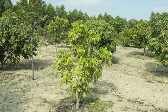黄皮果树
