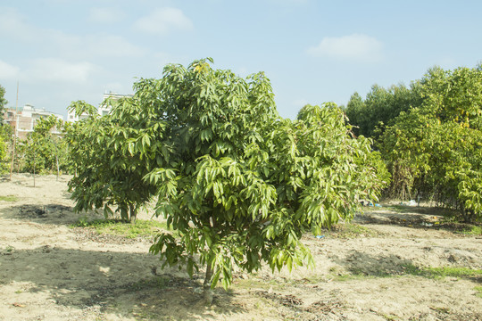 荔枝树