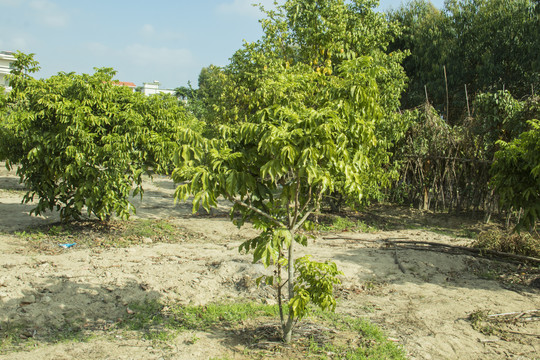 黄皮果树