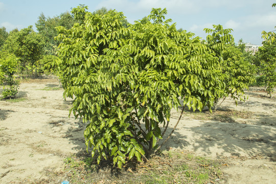黄皮果树