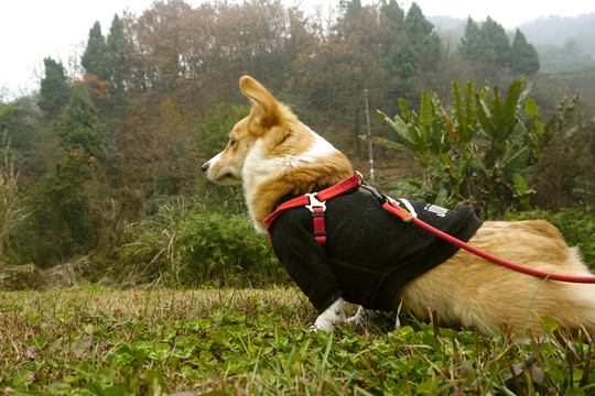 户外草地玩耍的柯基犬