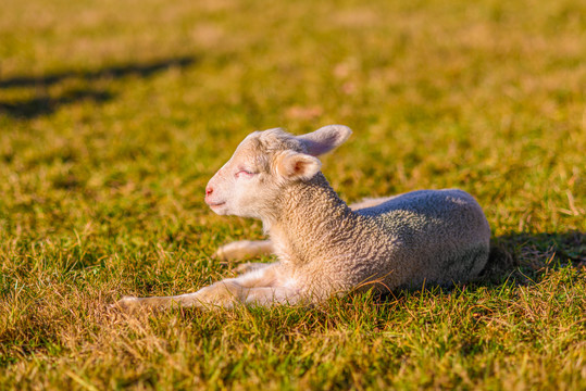阳光下草地上睡觉的羊羔