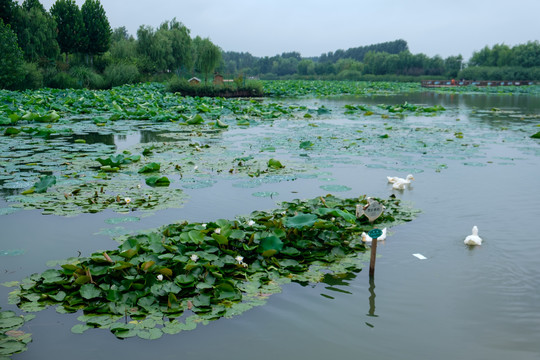 沼泽地