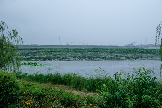 沼泽地