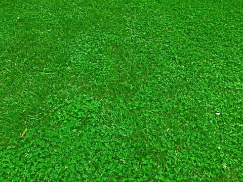 绿化墙