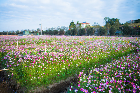 花海