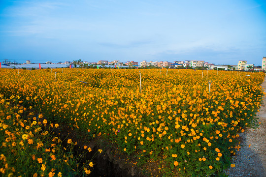 花海