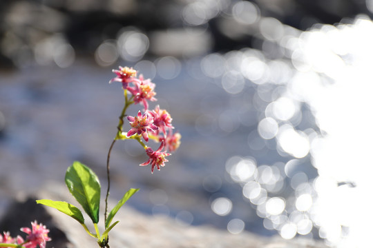 河边的花