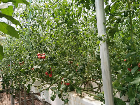 大棚番茄