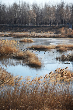 冬天湿地