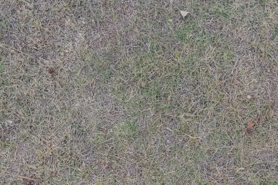 草坪