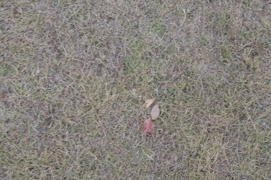 草坪