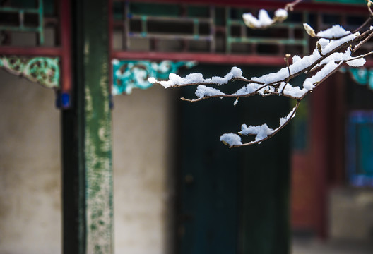 北京颐和园雪景玉兰傲雪