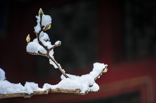 北京颐和园雪景玉兰傲雪