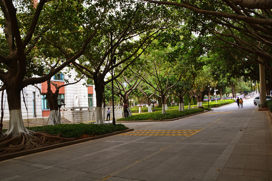 校园道路绿化风景