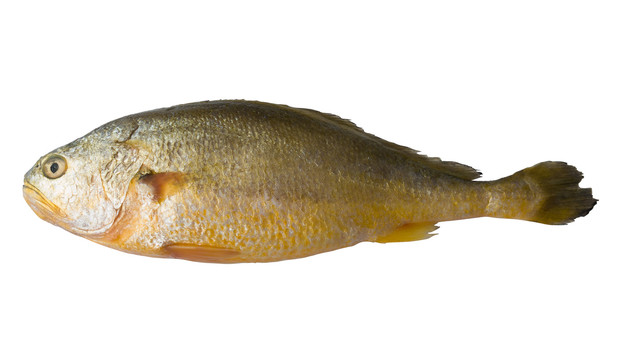 海产品食材黄花鱼抠图白背景摄影