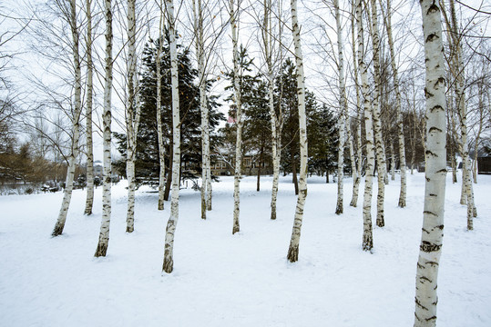 雪后白桦林