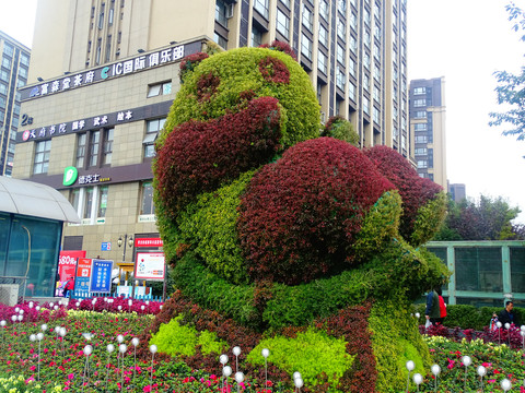 熊猫绿植