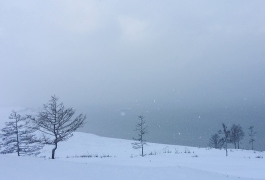 雪景孤树