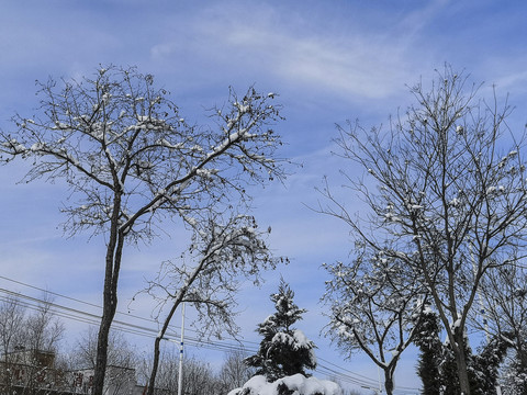 雪枝