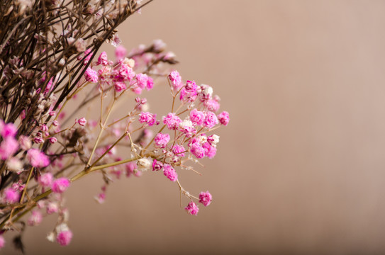 鲜花标本