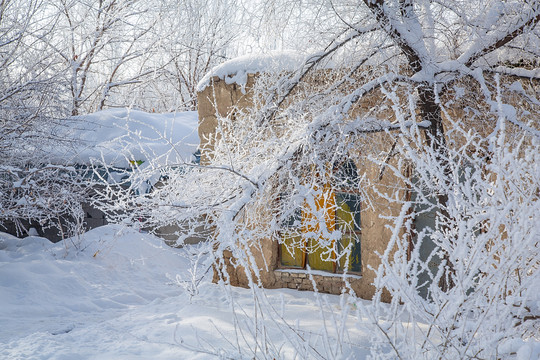 雪淞红果